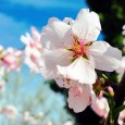 Wandelen tussen de amandebloesem van Castro Marim Meewandelen met de Portugezen wanneer de natuur van de Algarve op haar mooiste is? Dat kan op zondag 6 februari in Castro Marim. Vanaf 9.00 uur ‘s morgens start de...