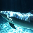 Hoogbejaarde dolfijn Sam sterft in Zoomarine De 50-jarige wereldberoemde dolfijn Sam is er niet meer. Volgens het dolfinarium Zoomarine in Guia is het dier op 13 februari een natuurlijk dood gestorven. Deze zou zijn veroorzaakt door...