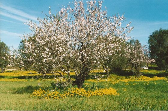 bloeiende amandelboom in klaverveld - Algarve