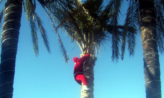 Kerstman in palmboom - Algarve